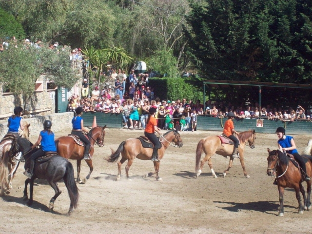 manifestazione cavalli